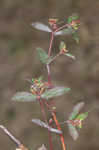Spotted spurge